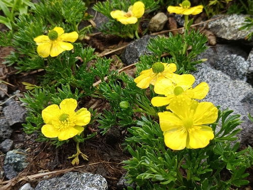 Ranunculus sericophyllus observed 2026-04-05