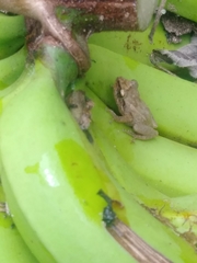 Eleutherodactylus coqui