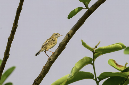 Zitting Cisticola