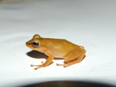 Pristimantis subsigillatus