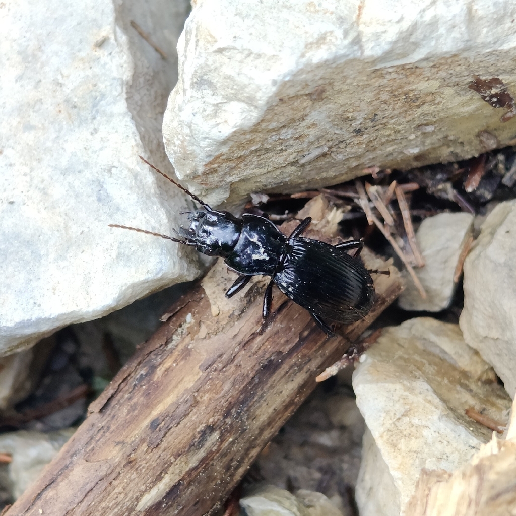 Tanythrix marginepunctata