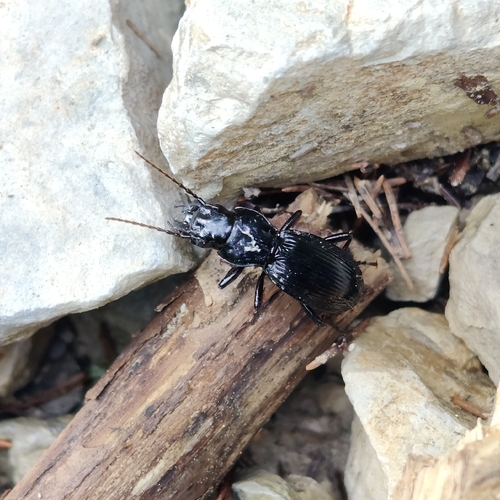 Tanythrix marginepunctata