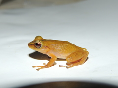 Pristimantis subsigillatus