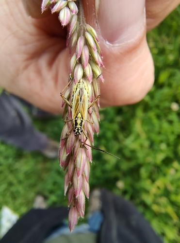 Meadow Plant Bug