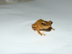 Pristimantis subsigillatus