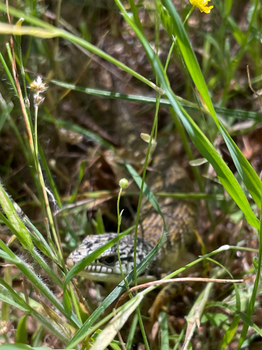 iNaturalist observation photo of Northern Alligator Lizard