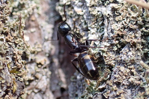 Four-spotted Carpenter Ant