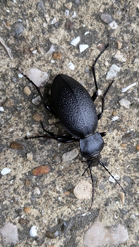 Leather Beetle