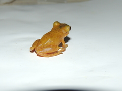 Pristimantis subsigillatus
