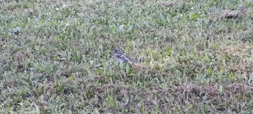 Common Chaffinch