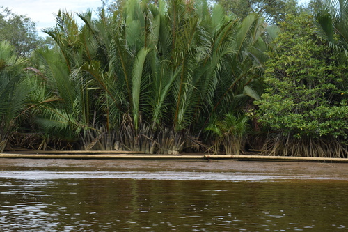 Mangrove Palm