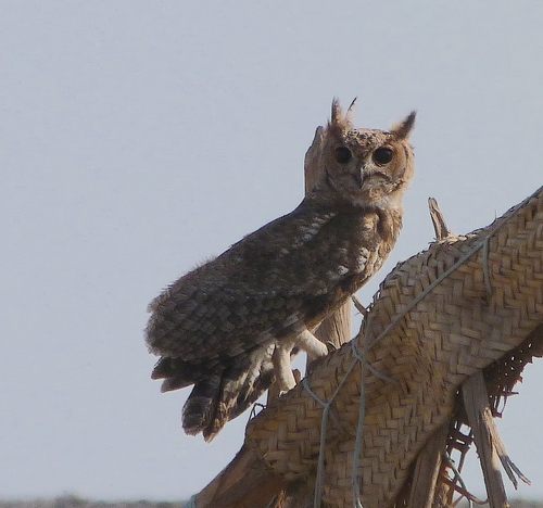 Grayish Eagle-Owl