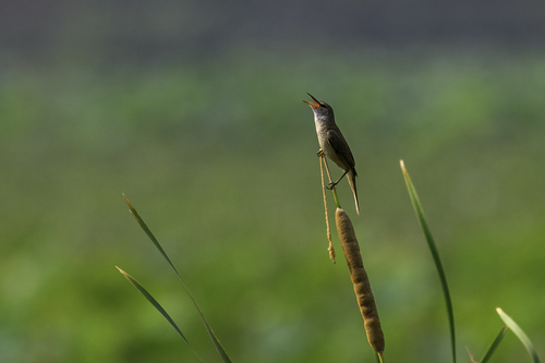 Clamorous Reed Warbler