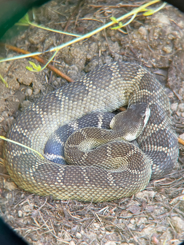 iNaturalist observation photo of Northern Pacific Rattlesnake