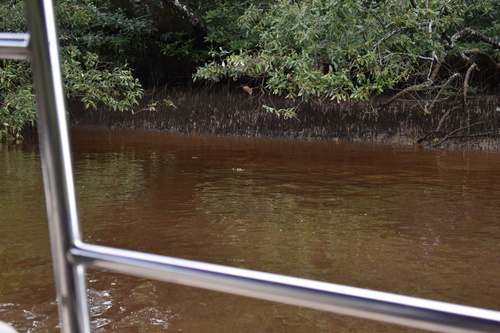 Saltwater Crocodile