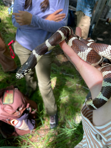 iNaturalist observation photo of California King Snake