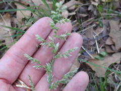 Poa arachnifera