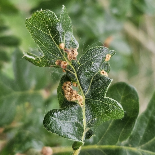 Jumping Gall Wasp