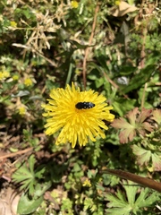 Acmaeodera ornata