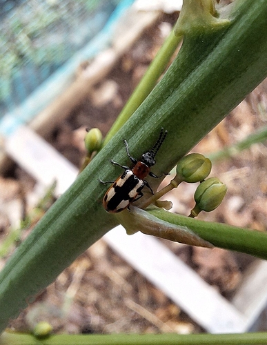 Common Asparagus Beetle