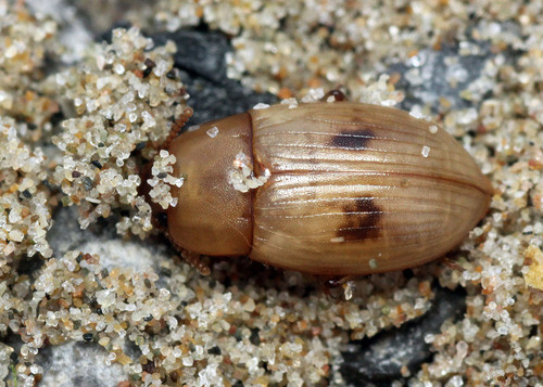 Phaleria cadaverina