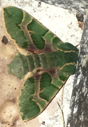 Photo of Pacific Green Sphinx (Proserpinus lucidus)