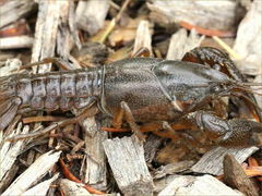 Procambarus gracilis