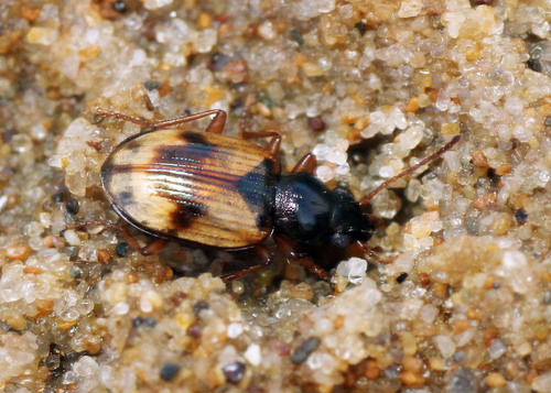 Bembidion pallidipenne