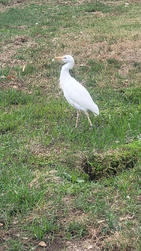 iNaturalist image