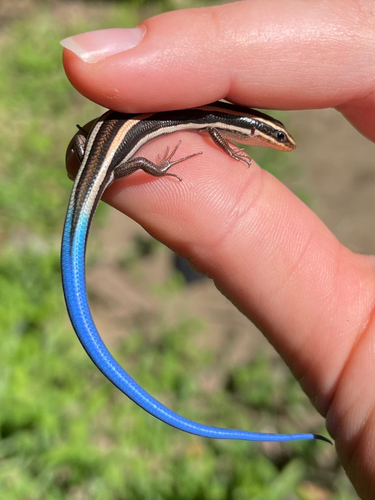 iNaturalist observation photo of Western Skink