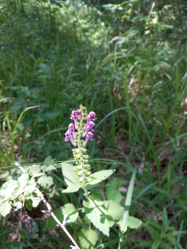 Scutellaria columnae, photograph 4