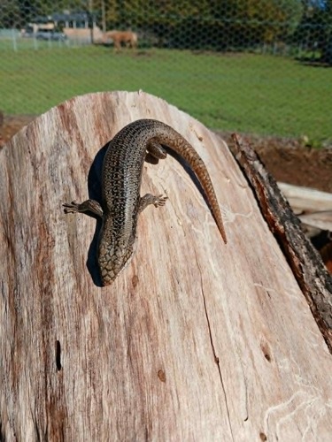 Tree Skink