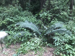 Lepidozamia peroffskyana