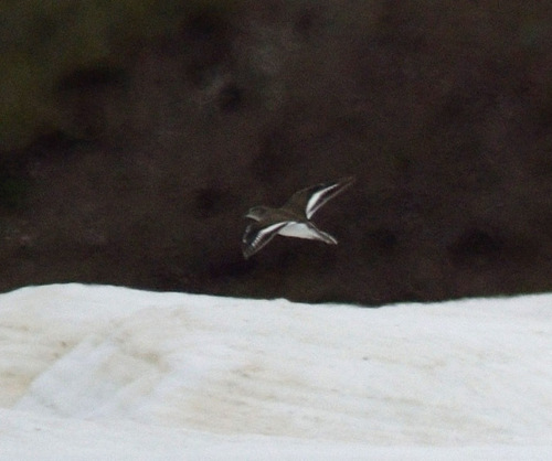 iNaturalist image