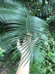 Lepidozamia peroffskyana