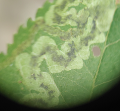 Phytomyza aesculi