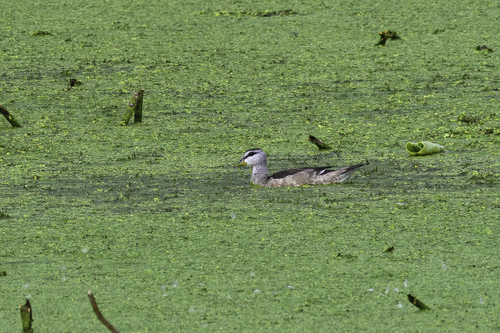 Cotton Pygmy-Goose