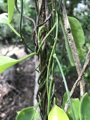 Vincetoxicum carnosum