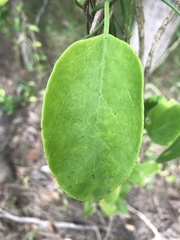 Vincetoxicum carnosum