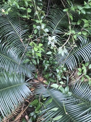 Lepidozamia peroffskyana