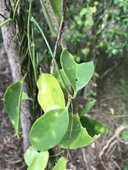 Vincetoxicum carnosum