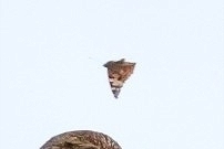 Painted lady