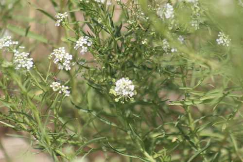 Lepidium alyssoides