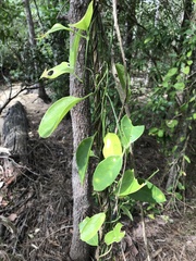 Vincetoxicum carnosum