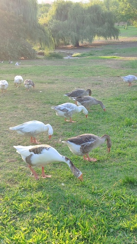iNaturalist image