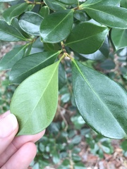 Psidium cattleyanum