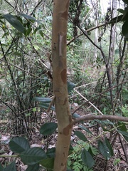 Psidium cattleyanum