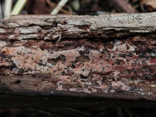 Ceriporia purpurea observed 2026-06-06
