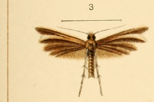 Merrifieldia hedemanni