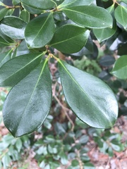 Psidium cattleyanum
